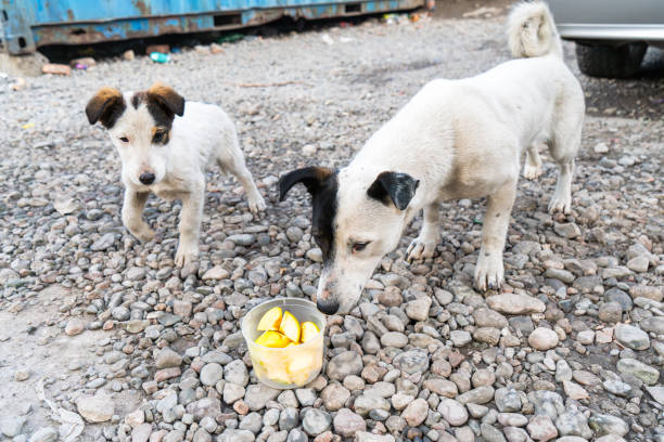 dürfen hunde mango essen